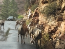 PICTURES/Mt Carmel Highway & Lodging/t_Mt. Carmel Hwy - Sheep6.jpg